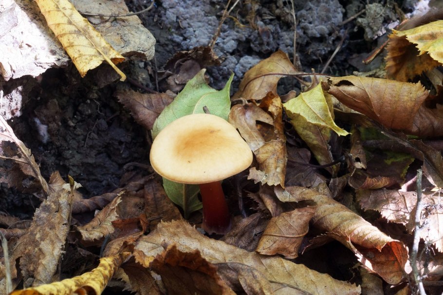 Gymnopus erythropus гриб