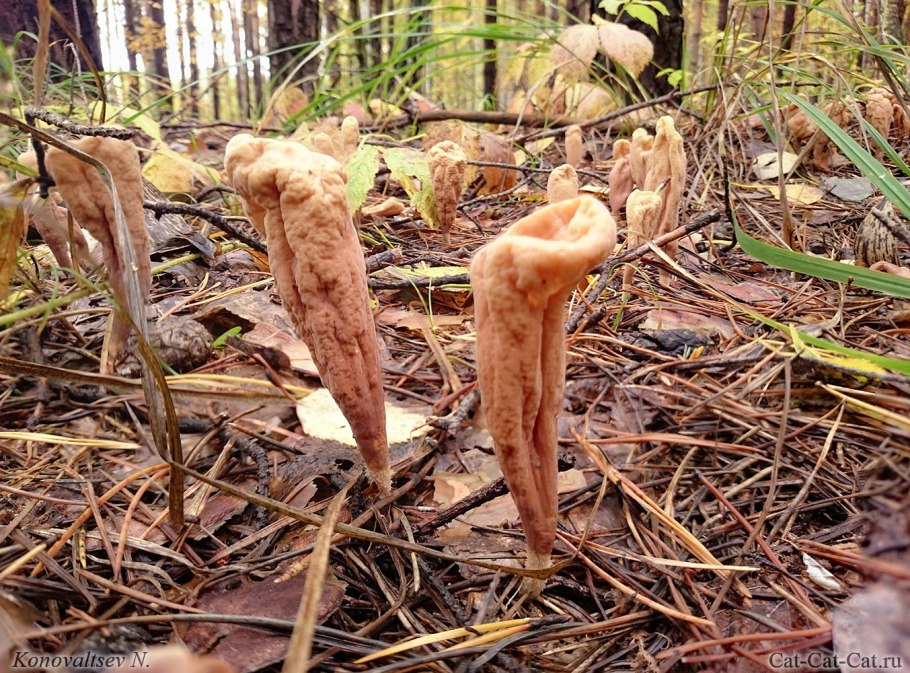 Оленьи рожки грибы