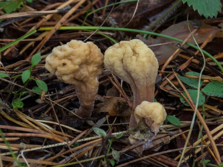 Пластичные грибы