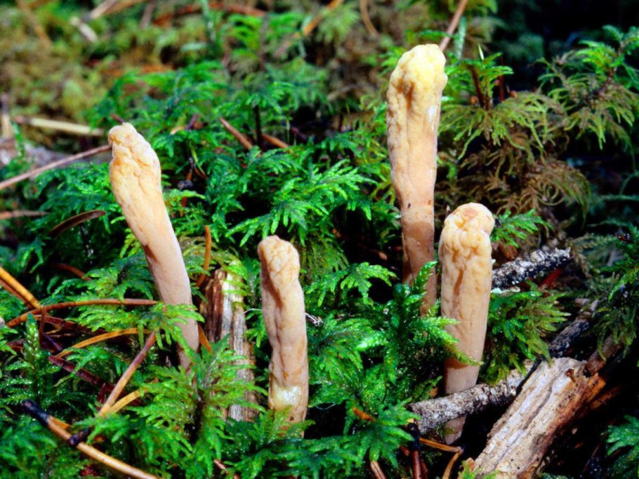 Clavicorona pyxidata