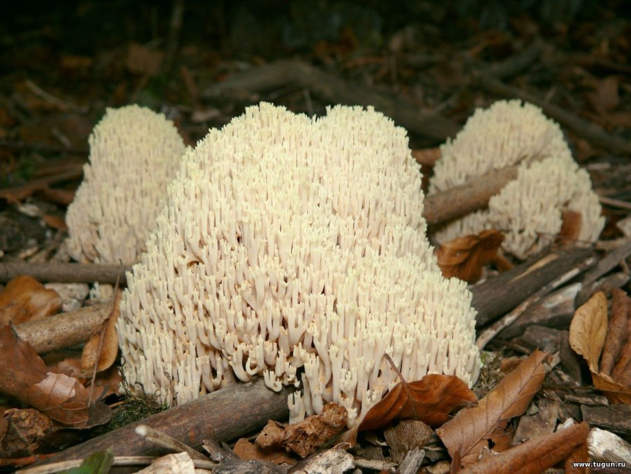Коралловидные грибы