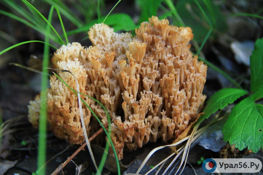 Клавария Цоллингера