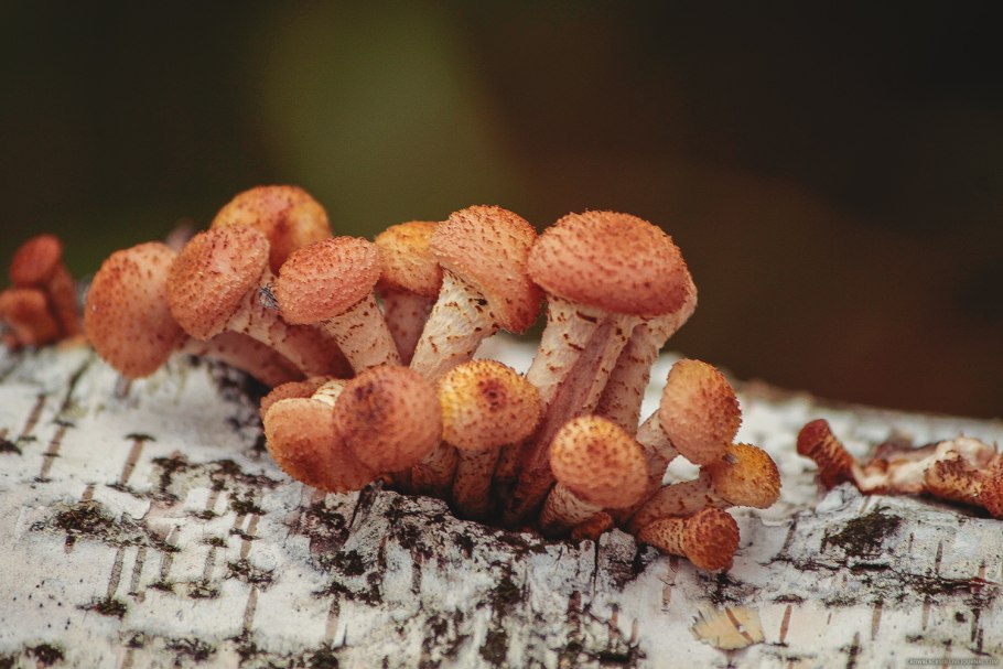 Грибы восточные