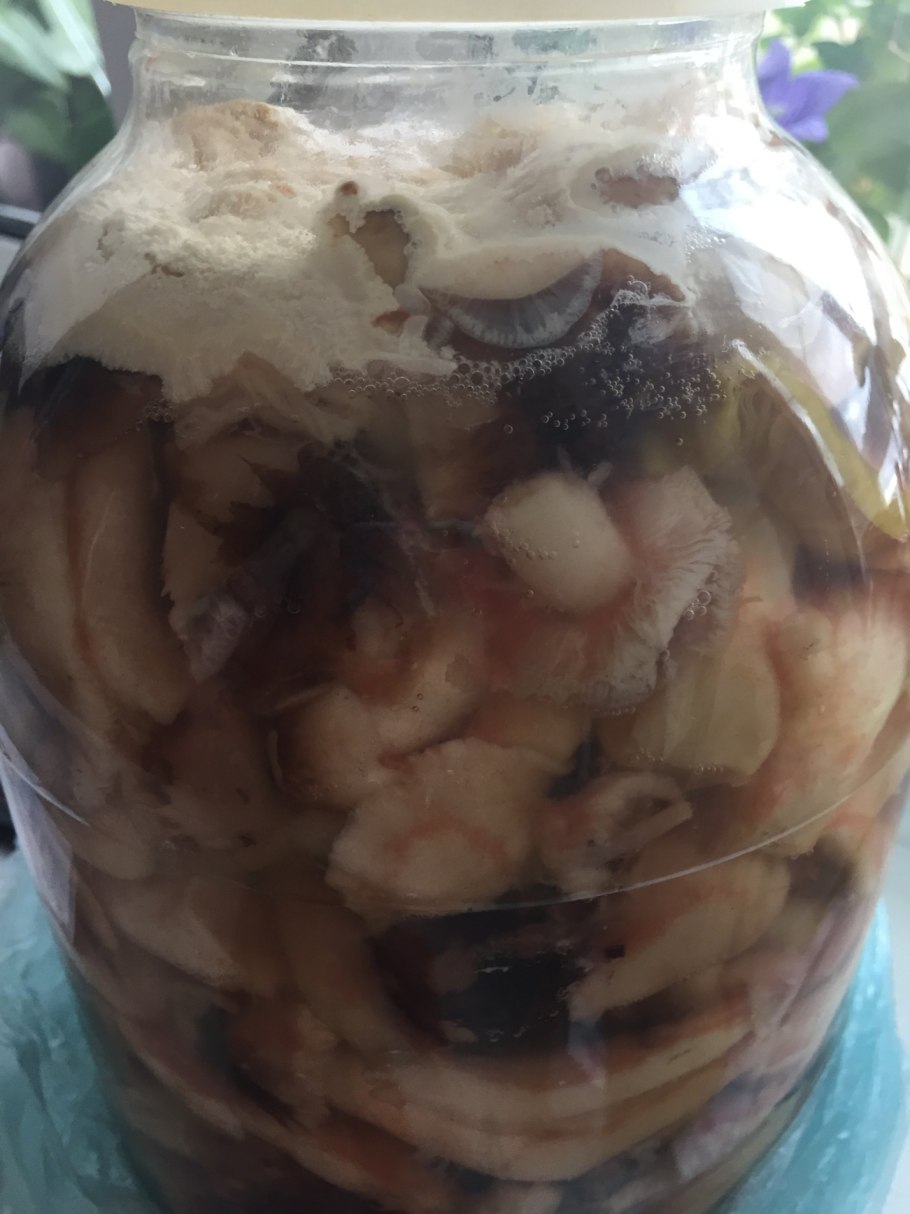 Белая плесень в банке с грибами