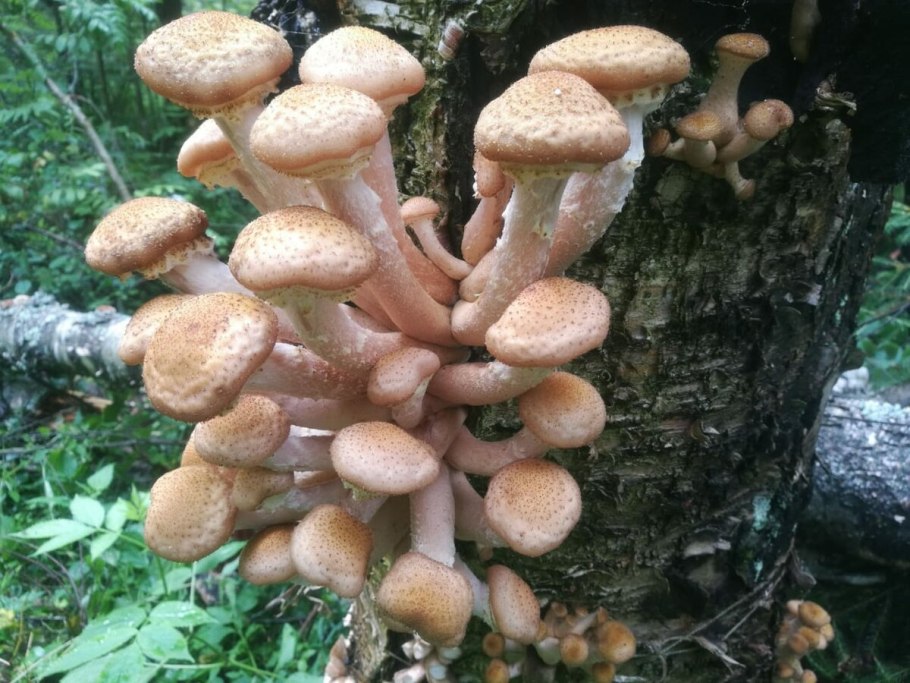 Опёнок осенний гниль