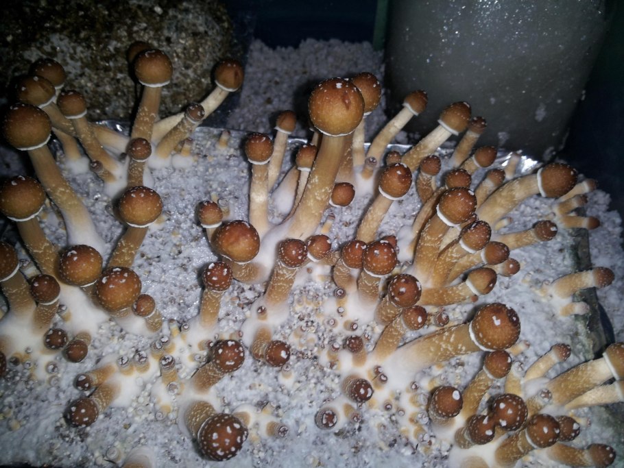 Гриб коралловый шитаки