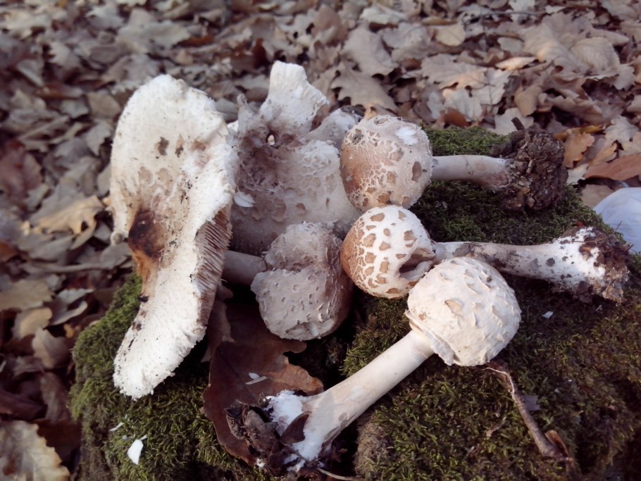 Опята подберезовик