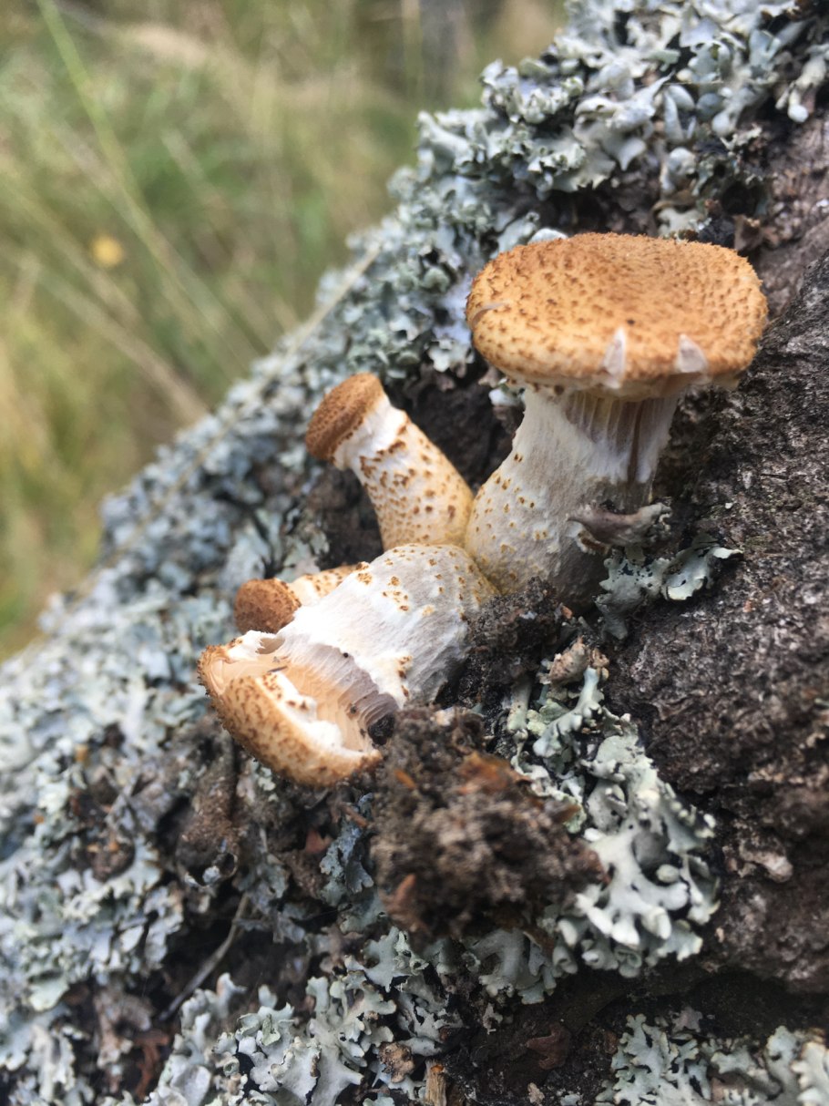 Свечение пней от опят