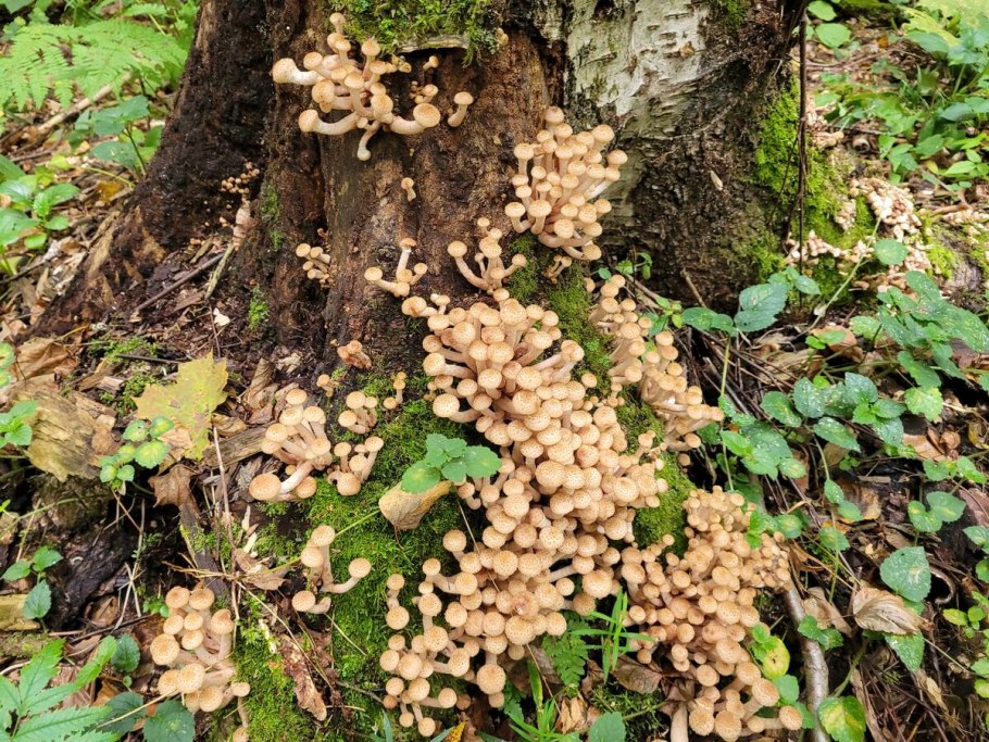 Хорошие грибы и плохие