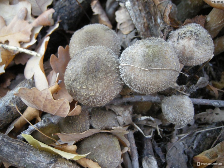 Съедобные грибы опята в Калининградской области