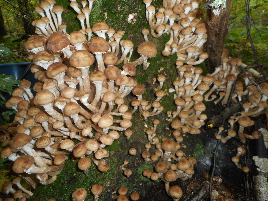 Белые опята