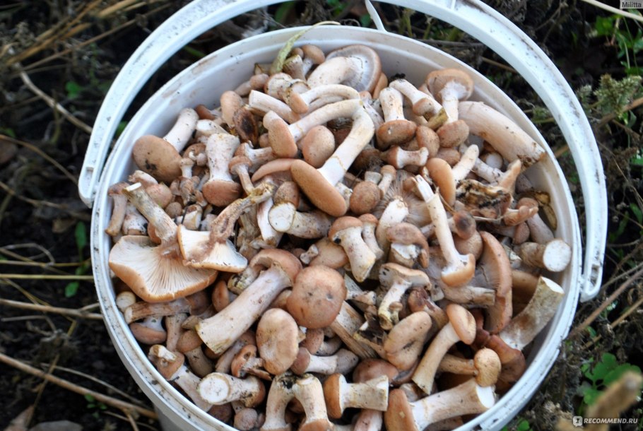 Грибы из Китая опята