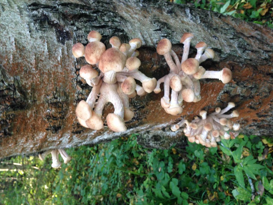 Чешуйчатка обыкновенная королевский опёнок