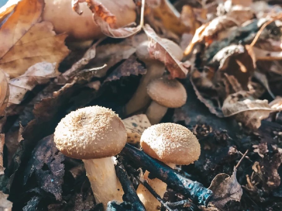 Гриб опёнок осенний