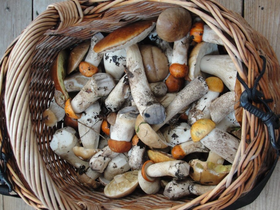 Гриб подосиновик