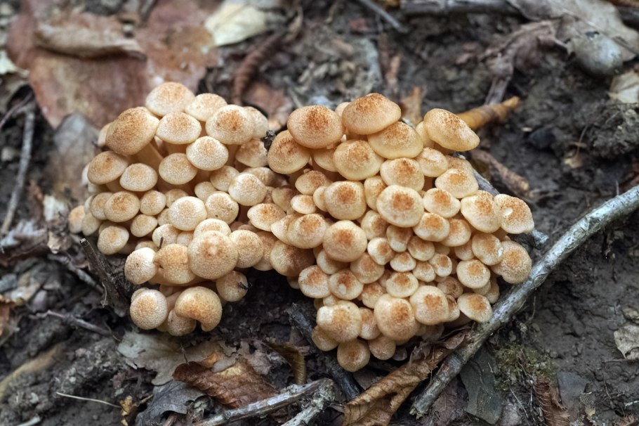 Грибы Кубани и Адыгеи