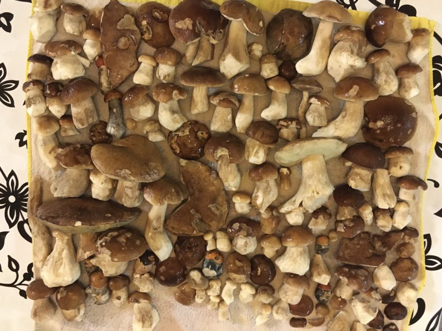 Опята в саду