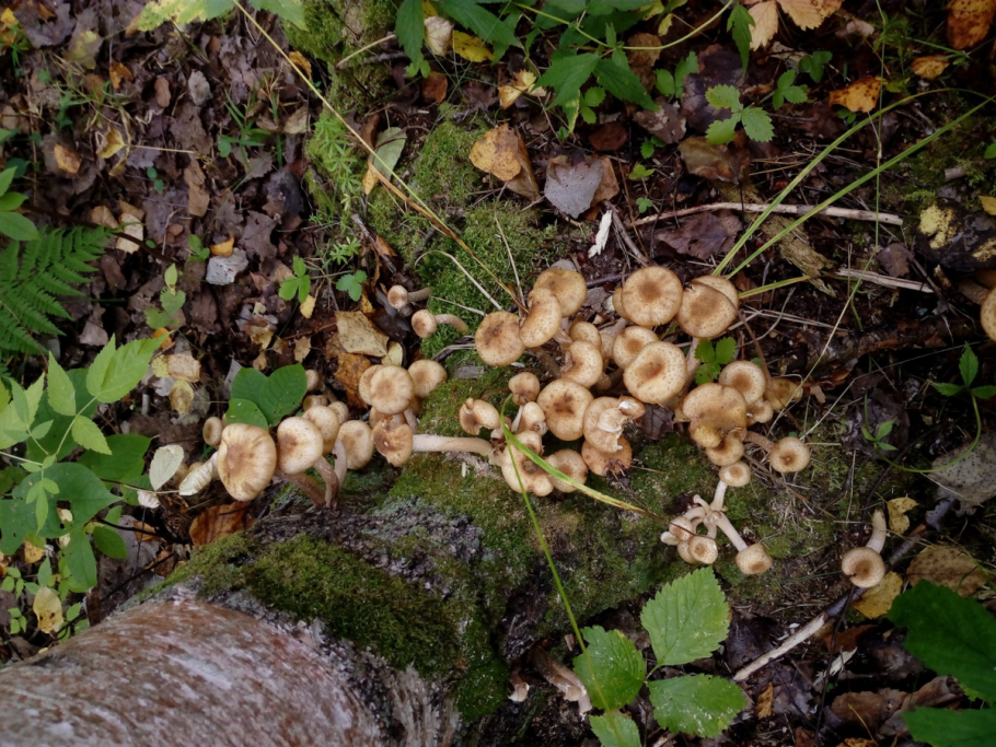 Волоконница звездчато-споровая