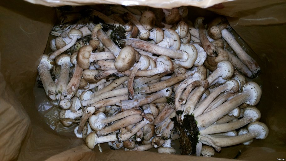 Мицелий опят