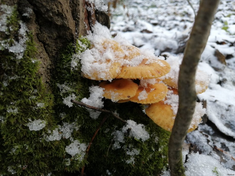 Свинуха гриб со слизью большая