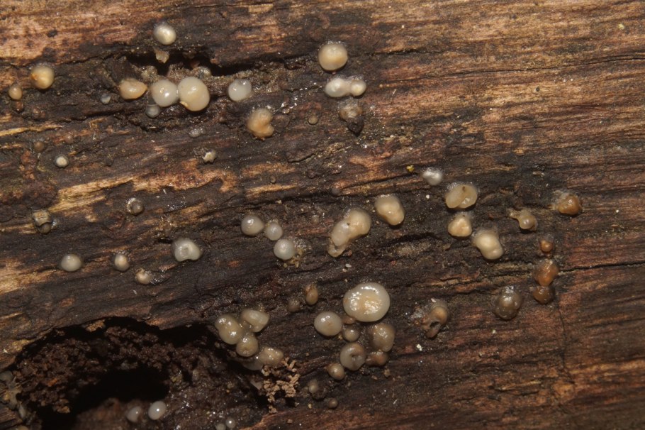 Sphaerobolus stellatus