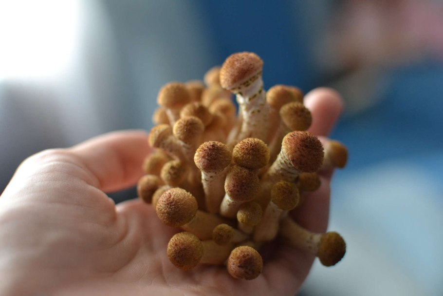 Опята выращивание в домашних условиях в коробке