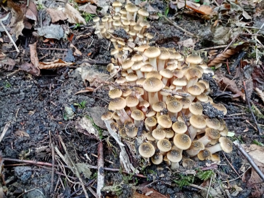 Гриб опёнок осенний