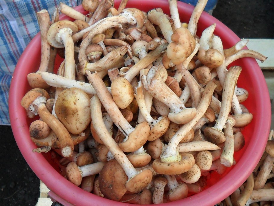 Грибы опята в ведре