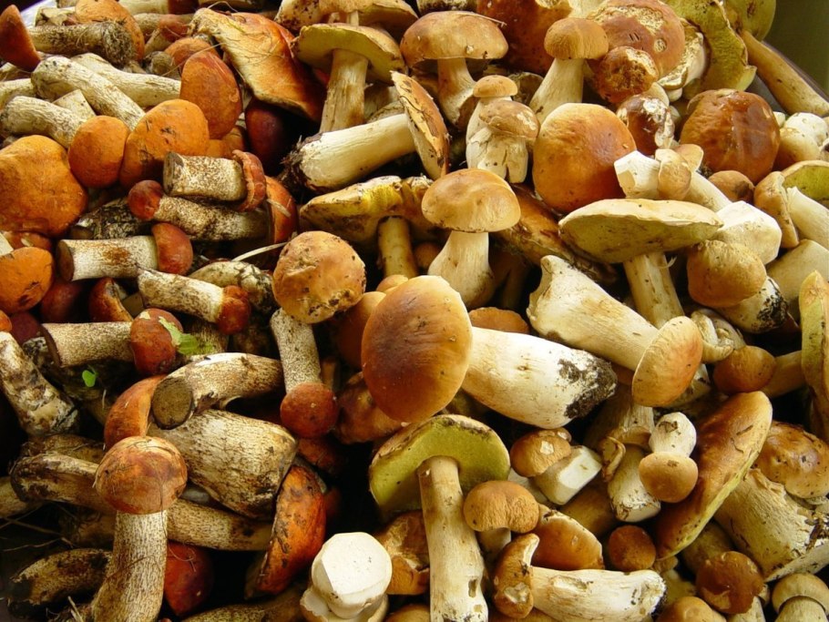 Фон с грибами