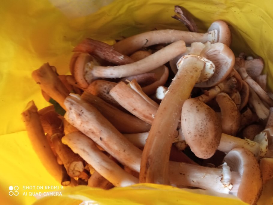 Опенок гриб