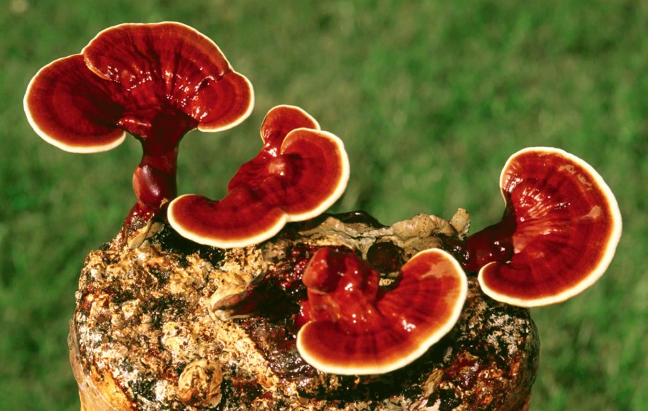 Трутовик лакированный Ganoderma lucidum
