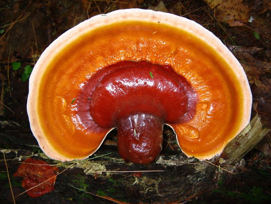 Трутовик лакированный Ganoderma lucidum