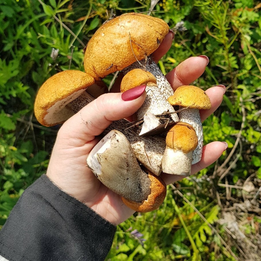 Краски осени грибы
