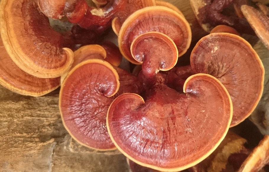 Fungus betulinus