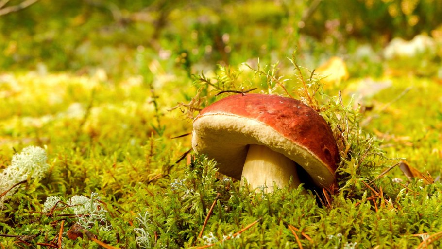 Грибы в хвойном лесу