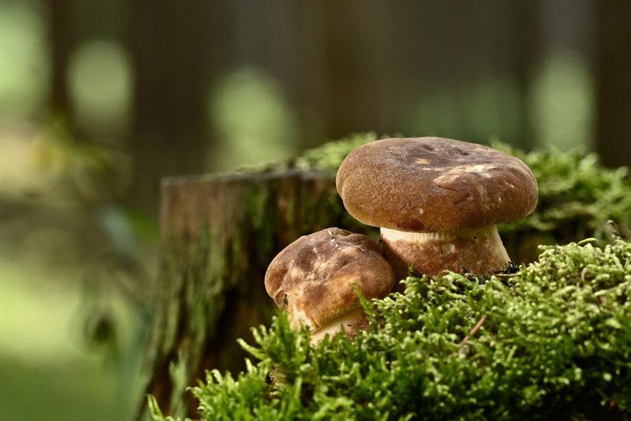 Simocybe centunculus