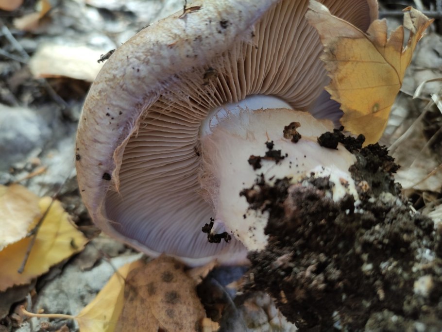 Жук сенокосец