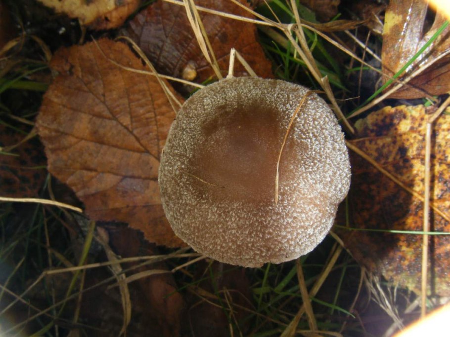 Съедобные грибы редкие