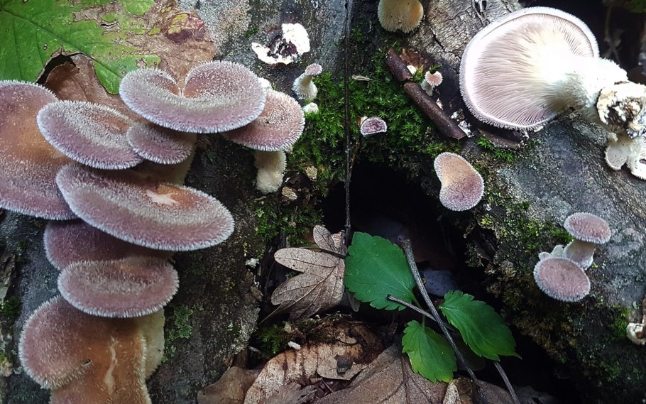 Чёрная Лисичка гриб где растет