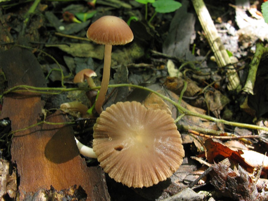 Съедобные грибы в Смоленской области