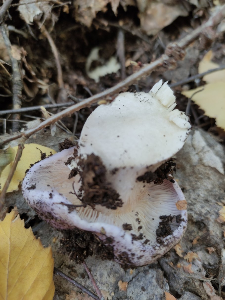 Lactarius resimus купить
