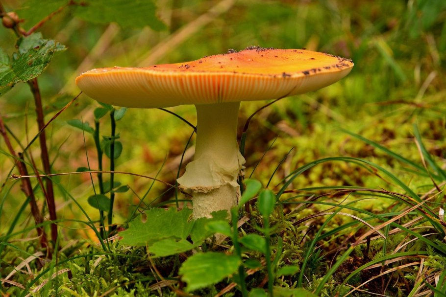 Amanita muscaria