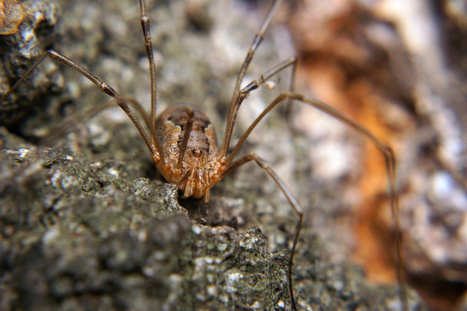 Паук Мизгирь сенокосец