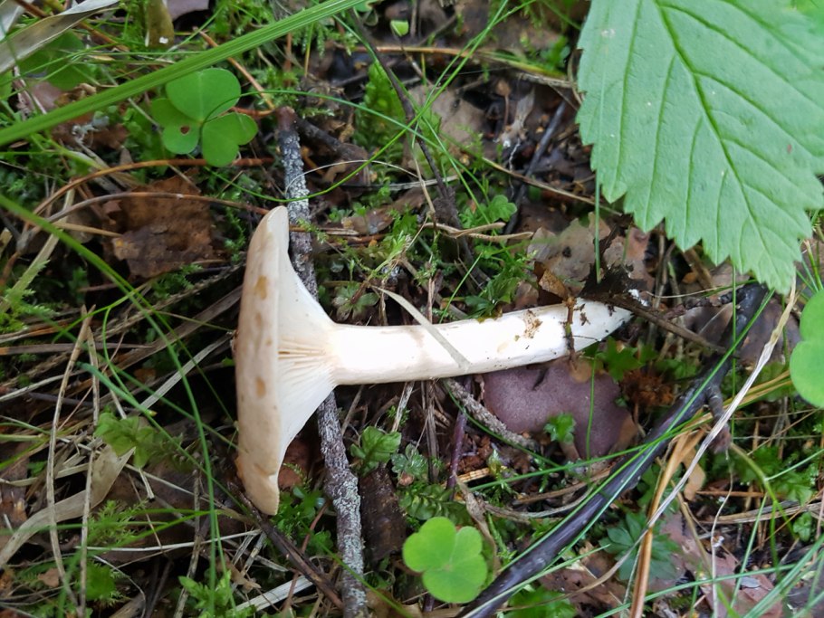 Шапочка сморчковая строение