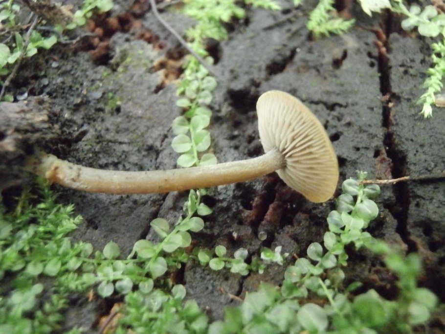 Гриб с зеленой ножкой