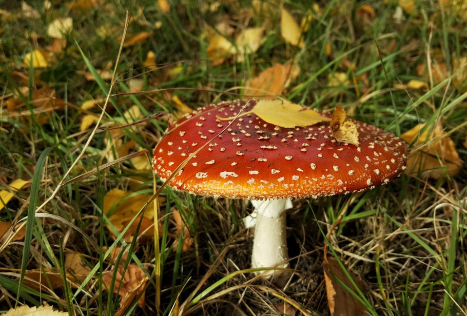 Мухомор на тонкой ножке