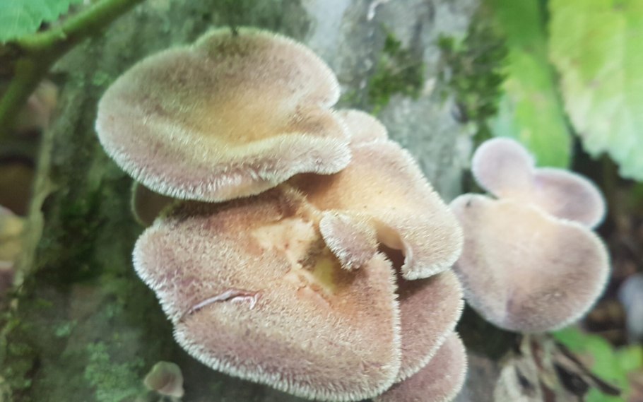 Грибы с юбочкой на ножке съедобные