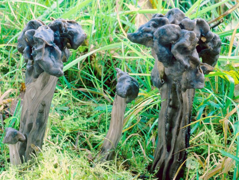 Белый гриб с ножкой на Березе