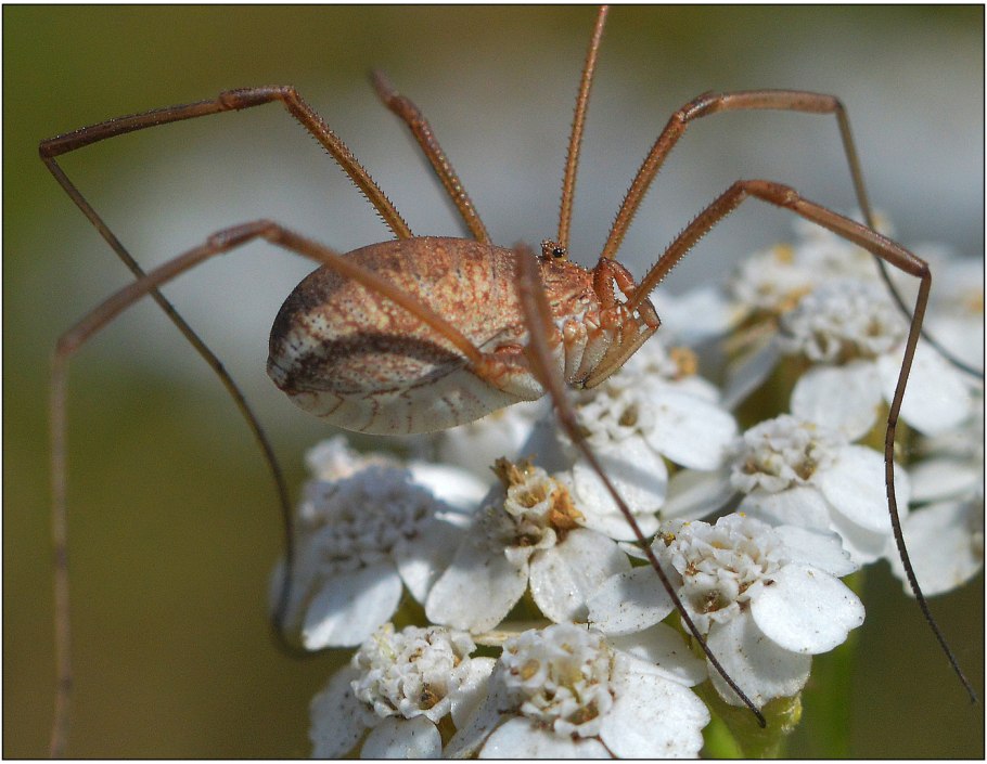 Лже маслята грибы