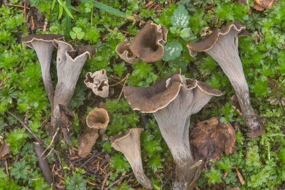 Вороночник рожковидный гриб